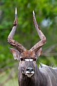 Nyala bull