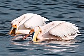 Great white pelicans feeding