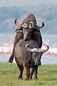 African buffalo mating
