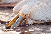 Great white pelican feeding