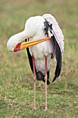 Yellow-billed stork preening