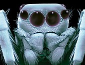 Jumping spider,SEM