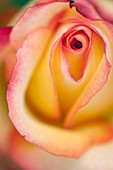 Rose (Rosa 'Sheila's Perfume')