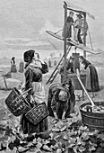 Radish harvest,19th century