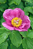 Paeonia mascula subsp. triternata