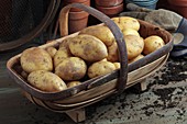 Solanum tuberosum 'Maris Piper'