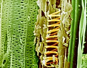Buttercup stem,SEM