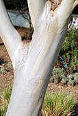 Eucalyptus paucifolia niphophyla