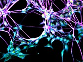 Neural stem cell culture