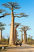 Alley of the Baobabs,Madagascar