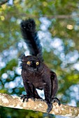 Black lemur male