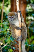 Gray bamboo lemur