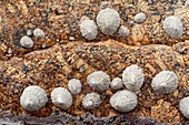 Limpets on granite rock