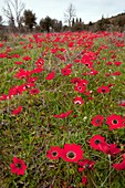 Field of Peacock Anemones