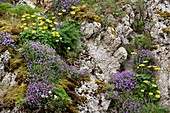 Limestone cliff with wildflowers