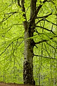 Beech (Fagus sylvatica)