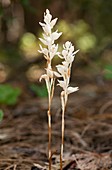 Phantom Orchid (Cephalanthera austiniae)