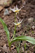 Erythronium klamathense