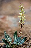 White-veined Wintergreen (Pyrola picta)