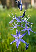 Quamash (Camassia quamash)