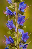 Viper's Bugloss (Echium vulgare)