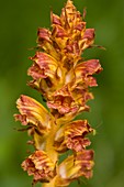 Slender Bedstraw (Orobanche gracilis)