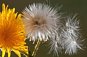 Sow-Thistle (Sonchus arvensis)