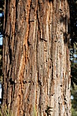 Coast Redwood (Sequoia sempervirens)