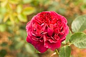 Rose (Rosa 'Falstaff')