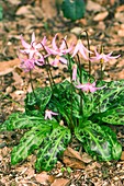 Erythronium dens-canis