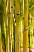 Bamboo (Phyllostachys decora)
