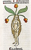 Female mandrake root,15th century