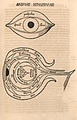 Eye anatomy,16th century