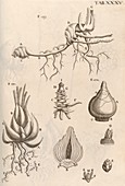 Plant parts,17th-century microsopy