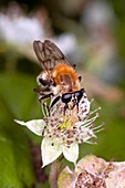 Hover fly feeding on a blackberry flowers