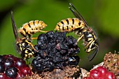 Wasps feeding on blackberries