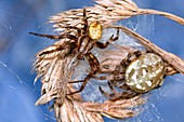 Four-spot orb-weaver spiders