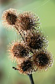 Plant burrs covered in dew