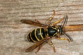 Wasp chewing wood for nest building