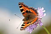 Small tortoiseshell butterfly on scabious