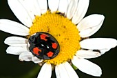 Two-spot ladybird on a flower