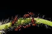 European fire ants tending aphids