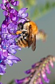 Bumblebee on vetch (vicia cracca) flowers