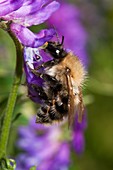 Bumblebee on vetch (vicia cracca) flowers