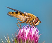 Hover fly feeding on knapweed flower