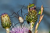 Harvest spider and capsid bugs