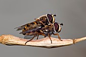 Hover flies mating