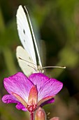 Cabbage white butterfly on willowherb