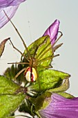 Candy-striped spider on a flower