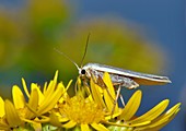 Common footman moth on ragwort flowers